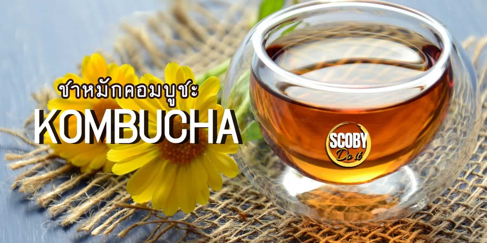ชาหมัก คอมบูชะ kombucha